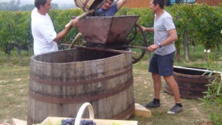 Vendanges Traditionnelles