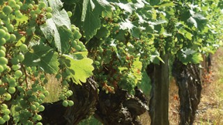 domaine_home